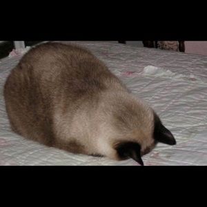 Meet your Posher, Jenna